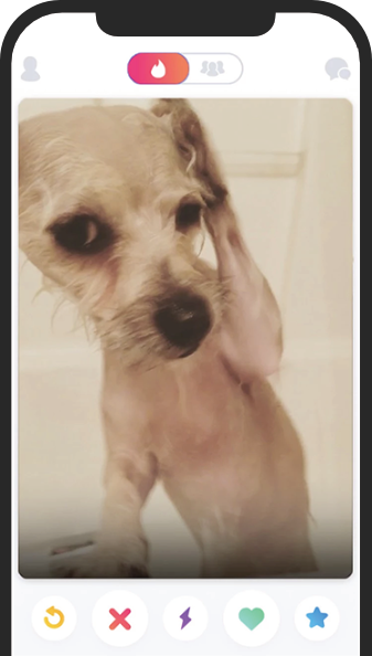 dog